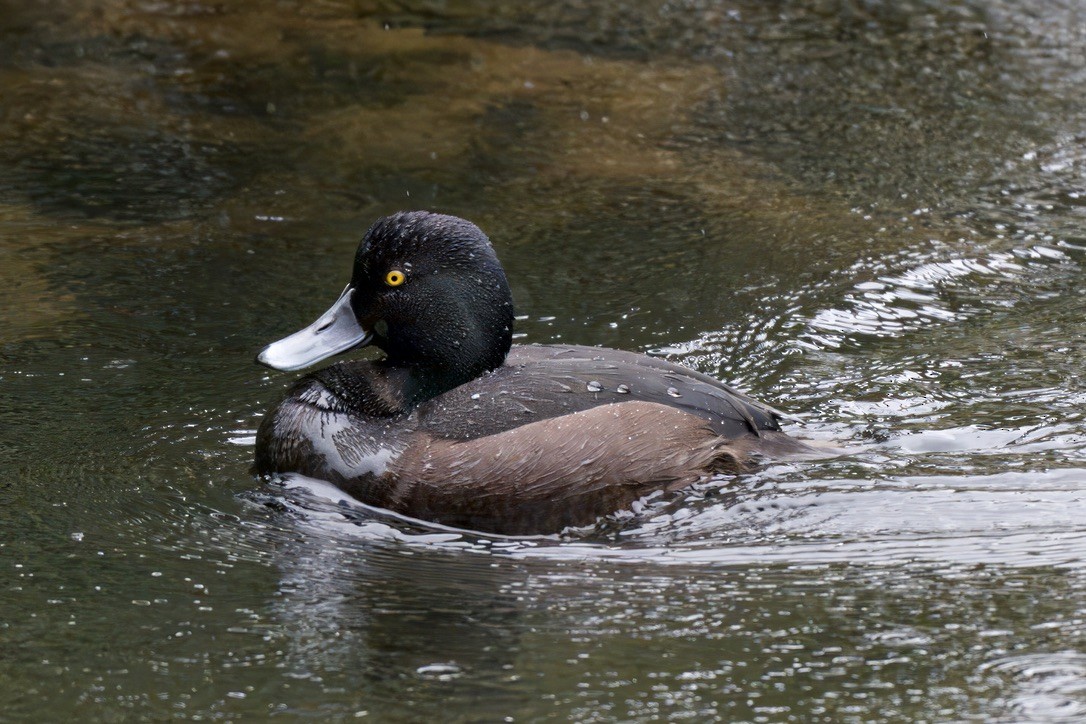 New Zealand Scaup - ML643016692