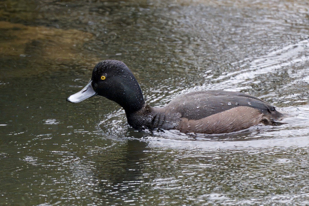 New Zealand Scaup - ML643016693