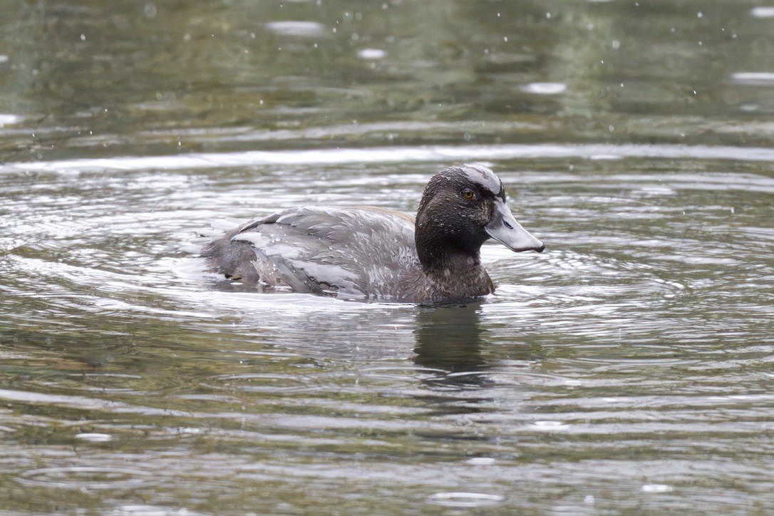 New Zealand Scaup - ML643016697