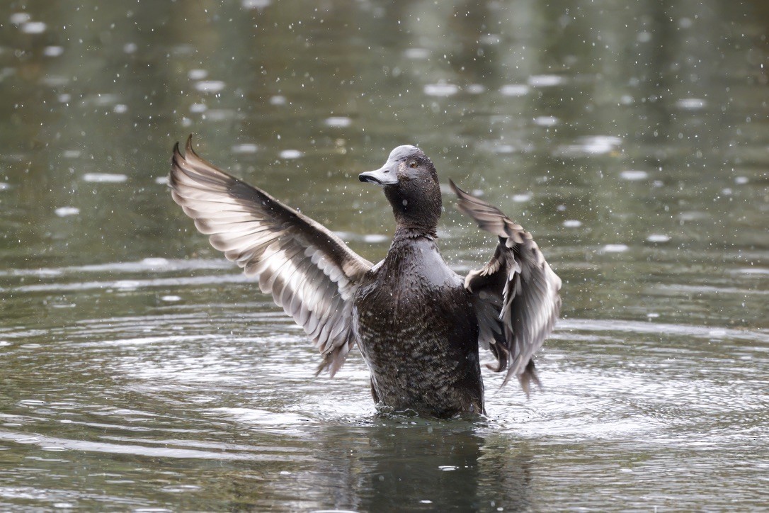 New Zealand Scaup - ML643016700