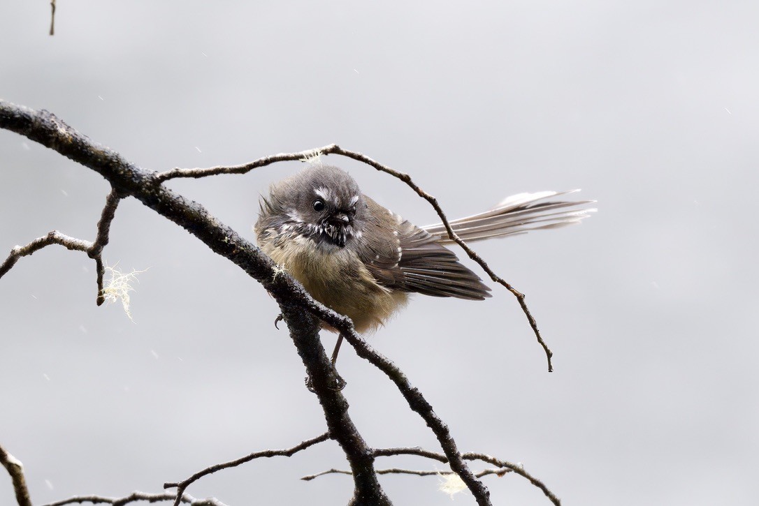 New Zealand Fantail - ML643016703