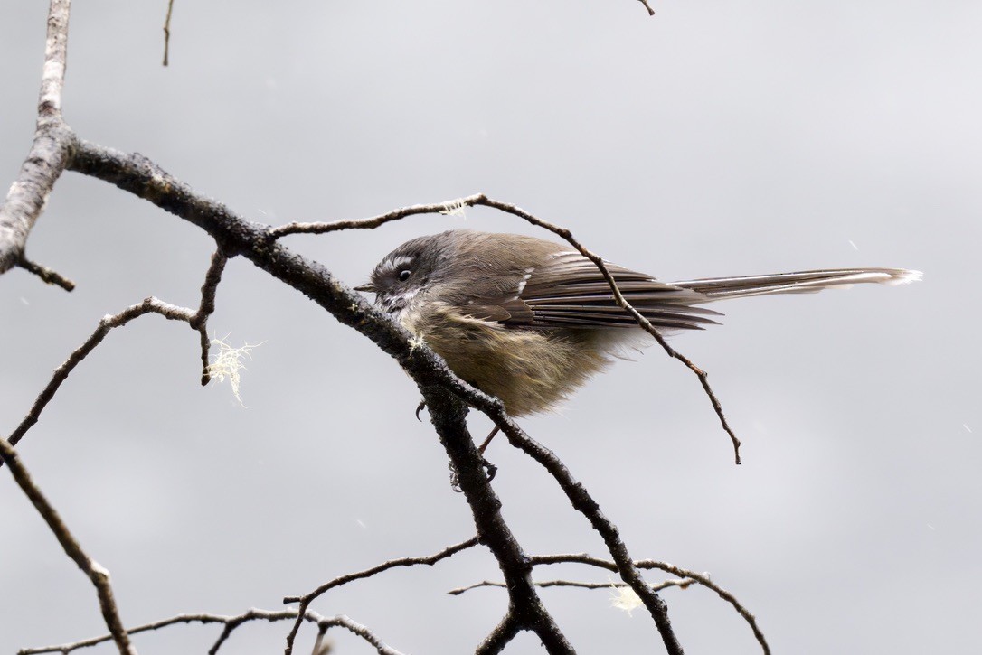 New Zealand Fantail - ML643016707
