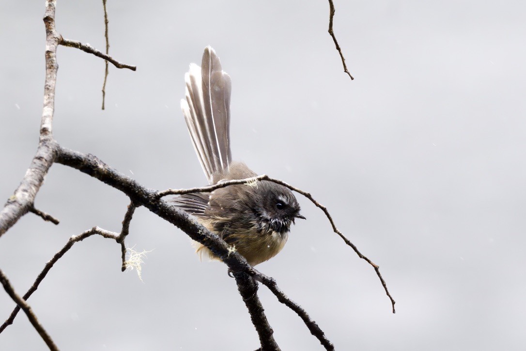 New Zealand Fantail - ML643016708