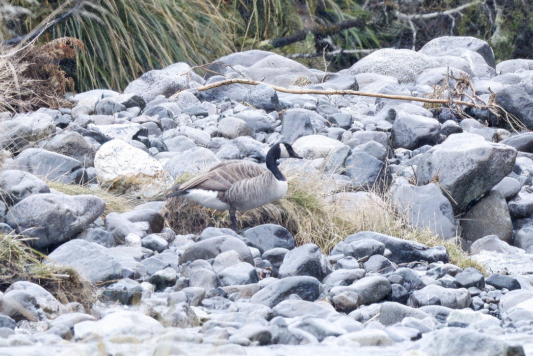 Canada Goose - ML643016728