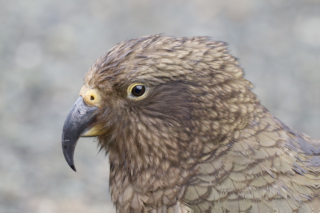 Kea - ML643016733