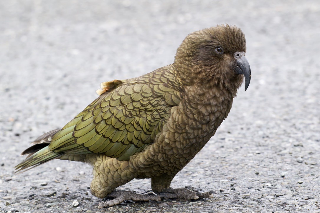 Kea - ML643016736