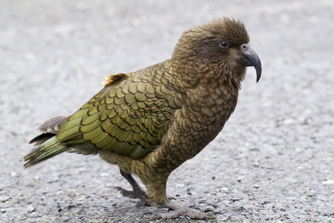 Kea - ML643016737