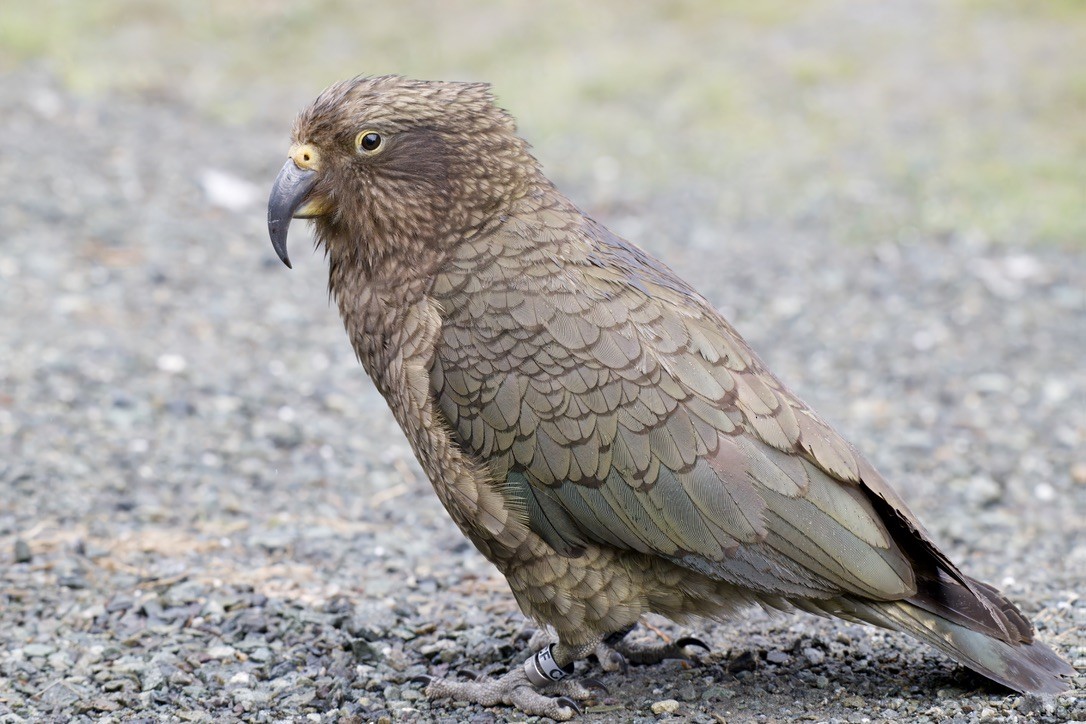 Kea - ML643016738