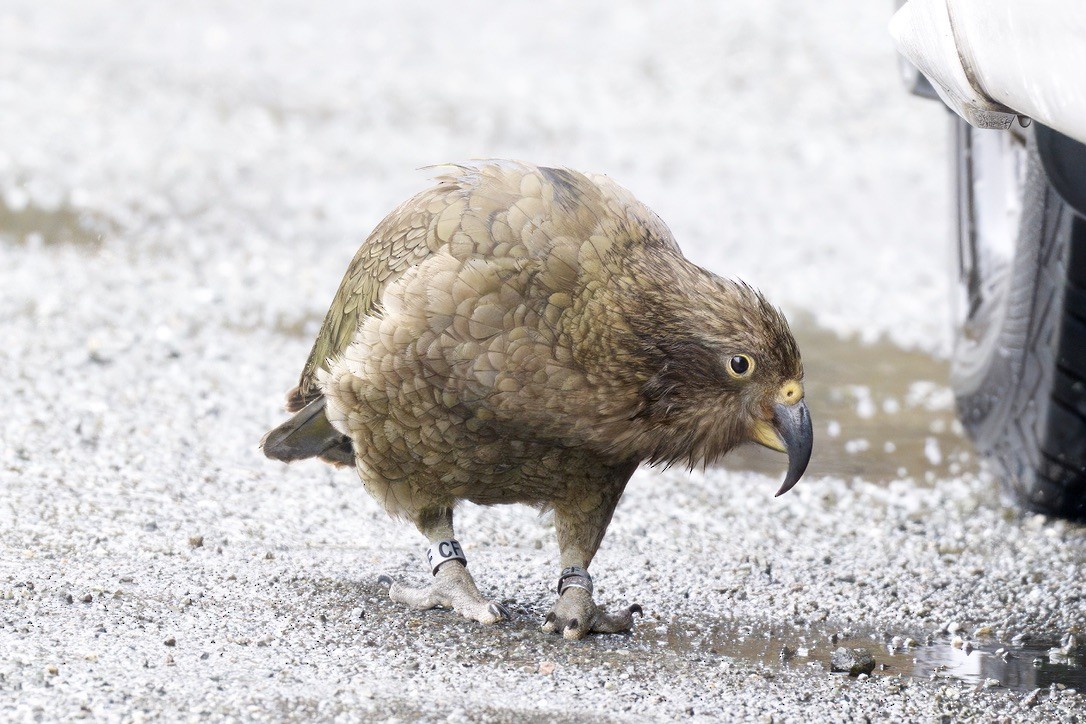Kea - ML643016739