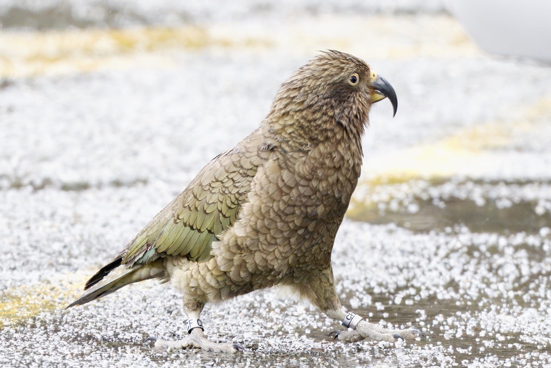 Kea - ML643016741