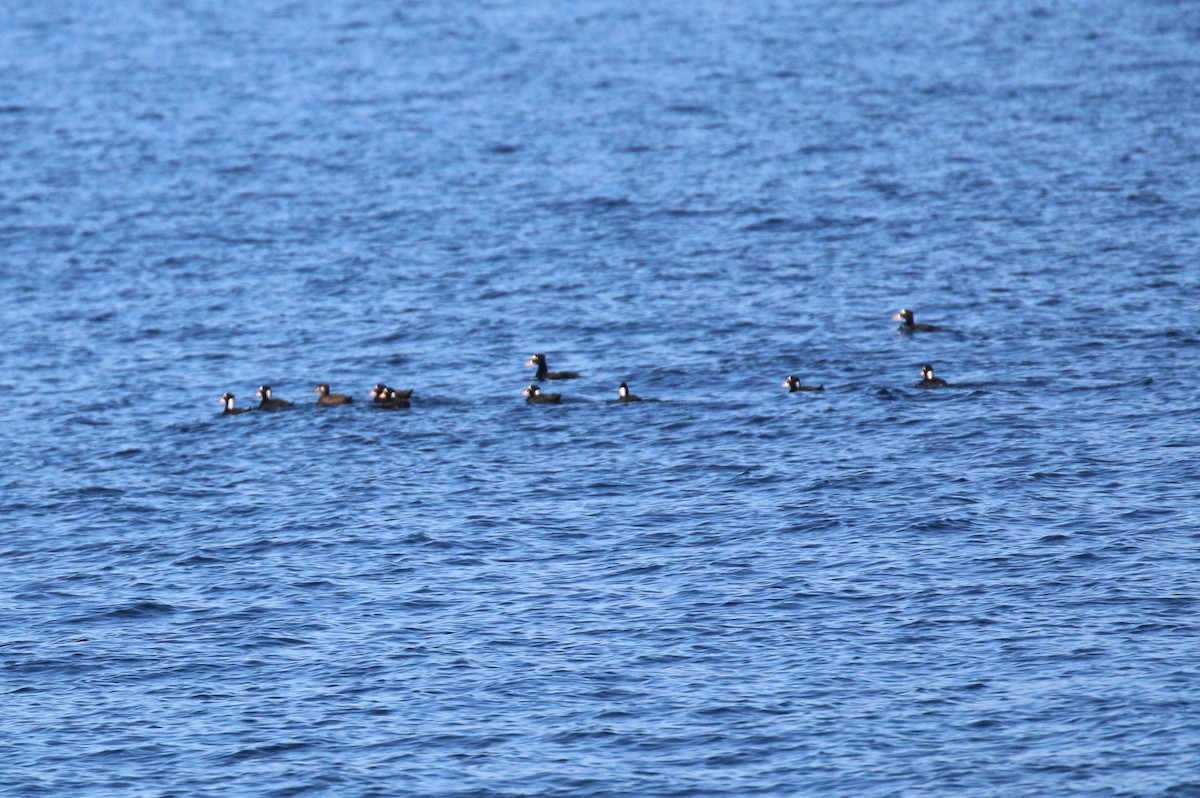 Surf Scoter - ML643016742