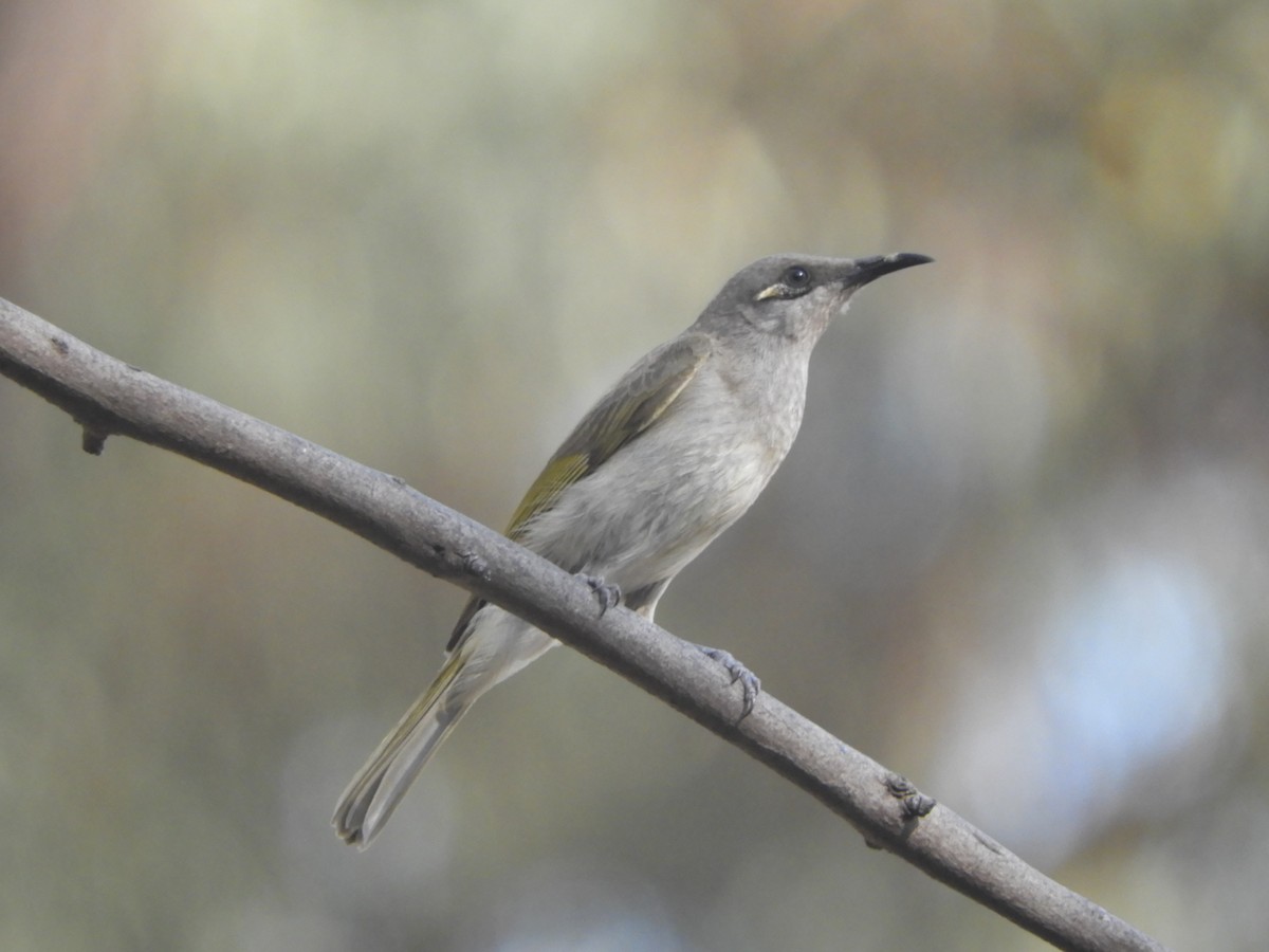 Brown Honeyeater - ML643016744