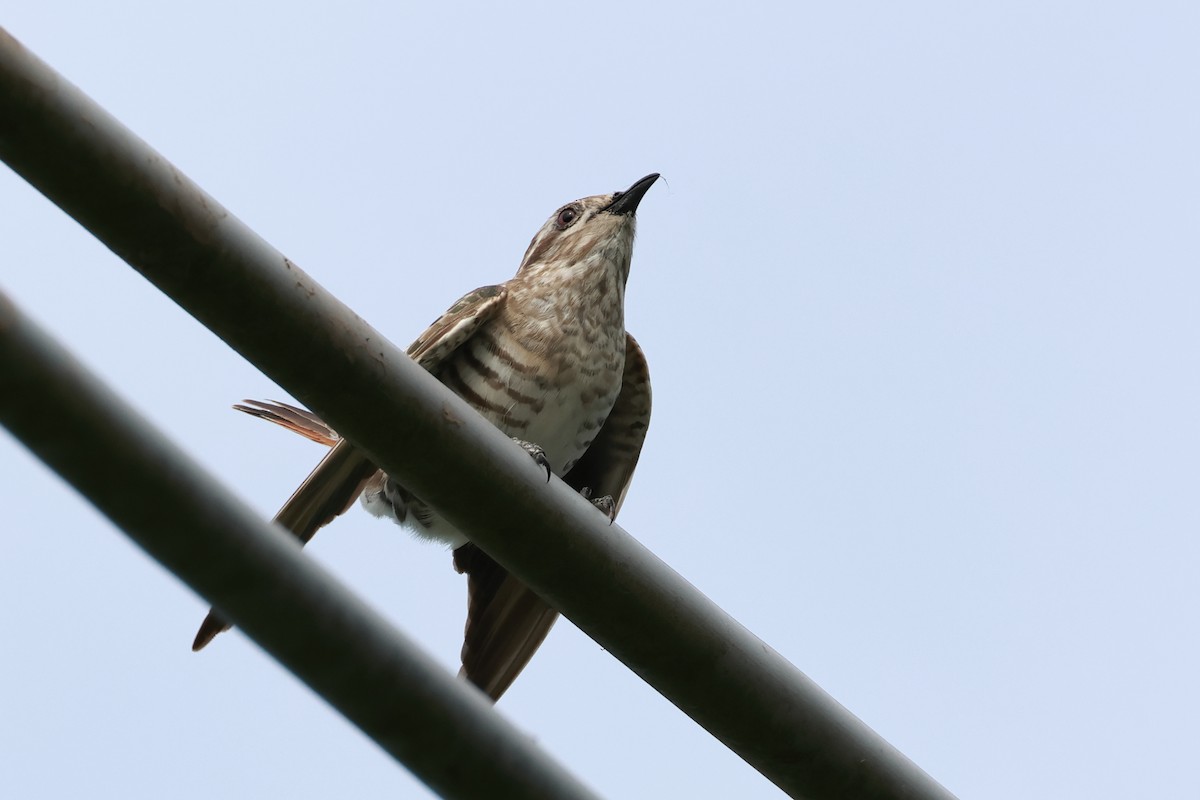 Horsfield's Bronze-Cuckoo - ML643016746