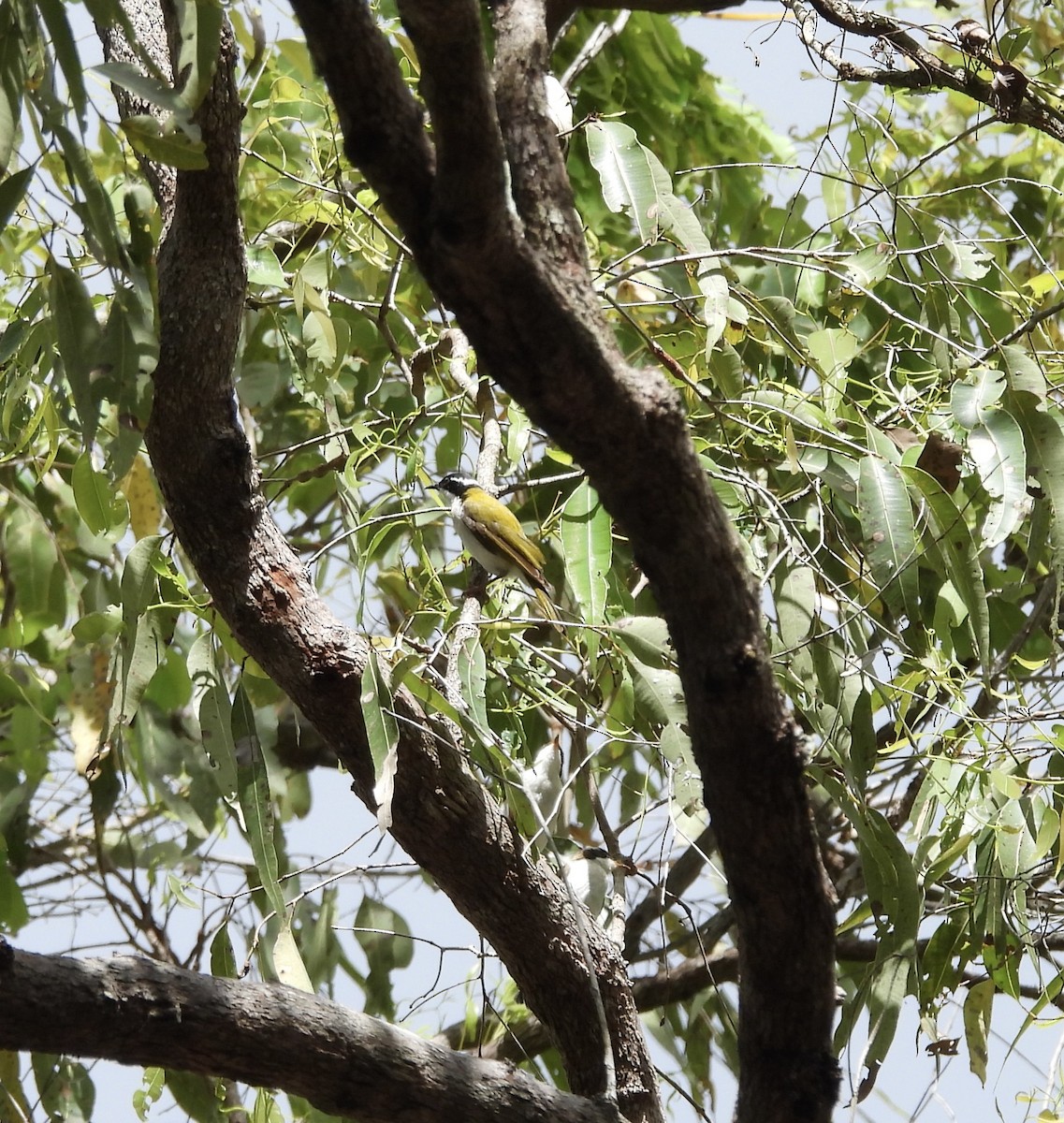 White-throated Honeyeater - ML643016752