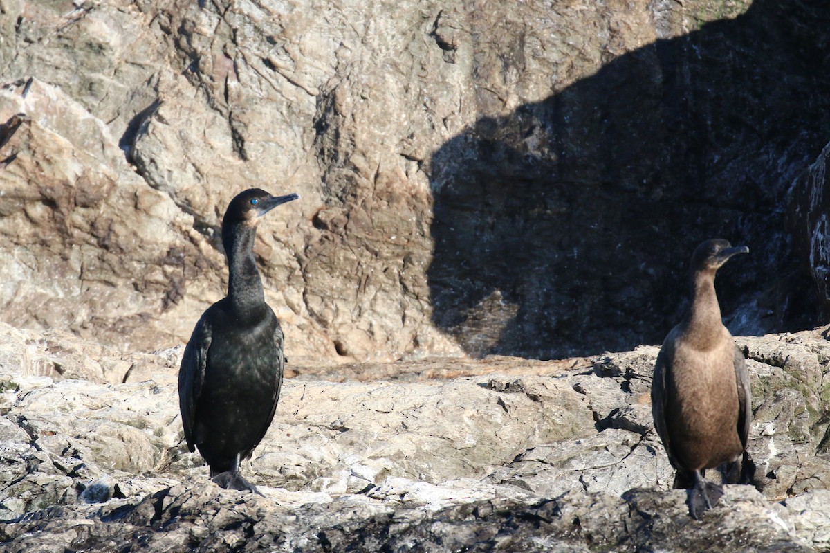 Brandt's Cormorant - ML643016753