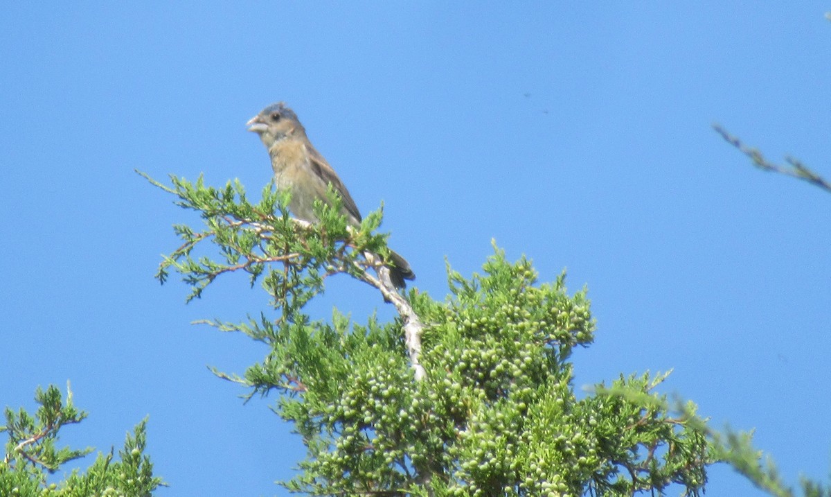 Blue Grosbeak - ML643016755