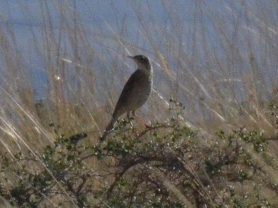 Spornpieper - ML643016759