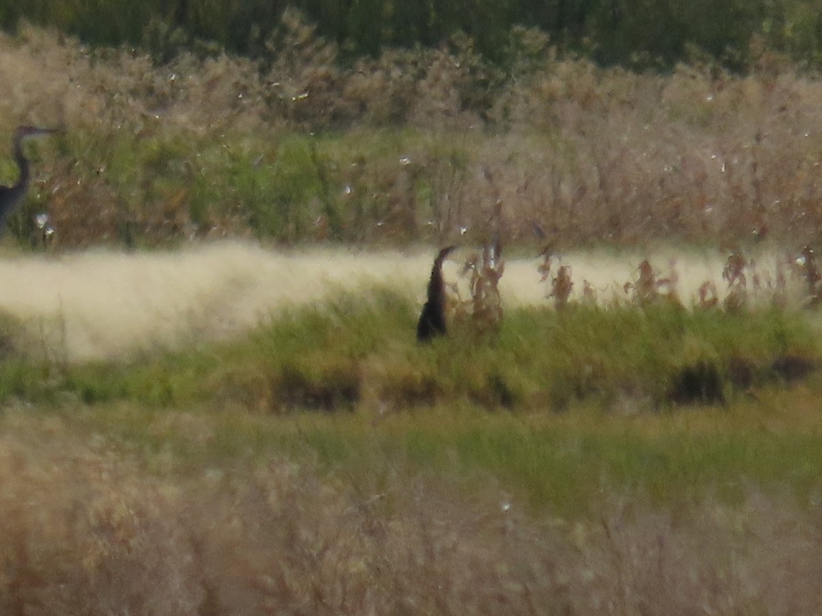 American Bittern - ML643016760