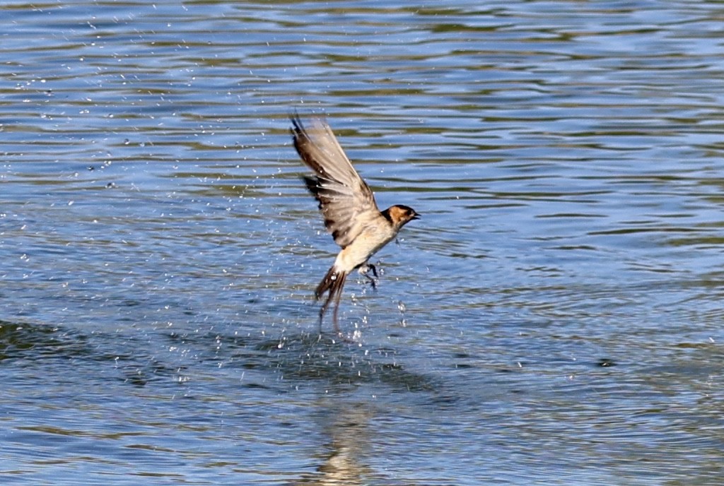 European Red-rumped Swallow - ML643016767