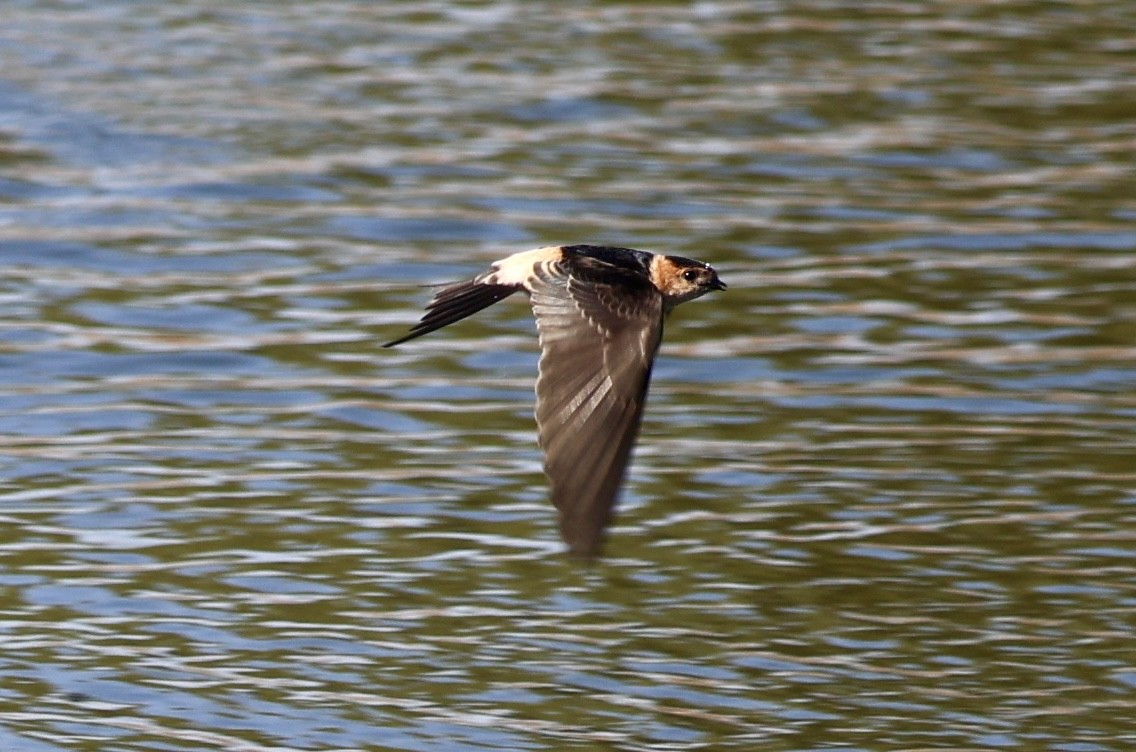 European Red-rumped Swallow - ML643016768