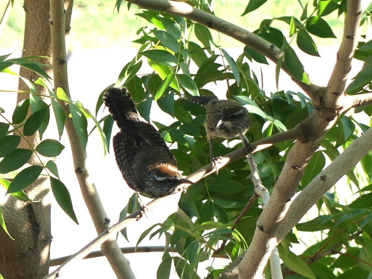 Cactus Wren - ML643016769