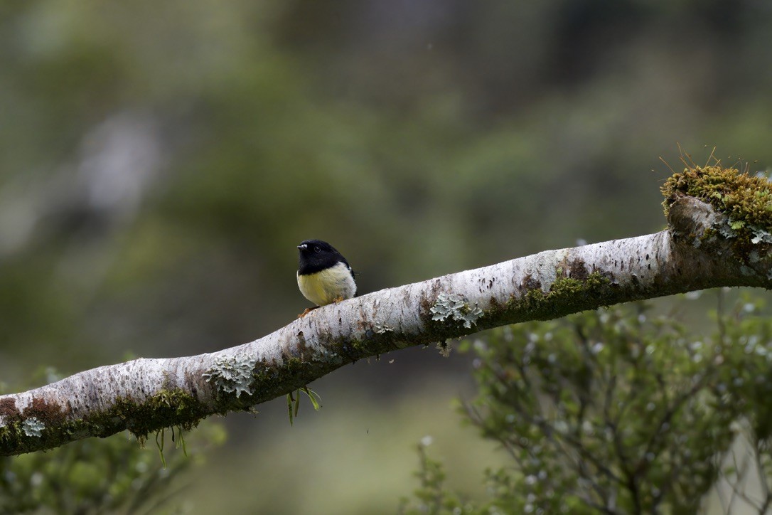 Tomtit Bülbülü - ML643016772