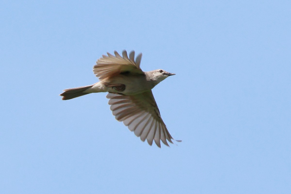 Rufous Songlark - ML643016773