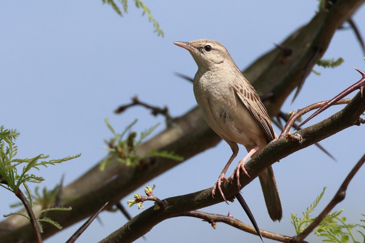 Rufous Songlark - ML643016774
