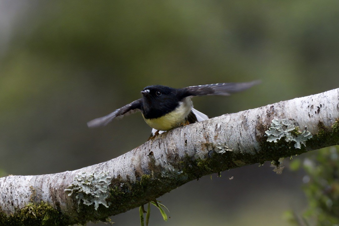 Tomtit Bülbülü - ML643016776