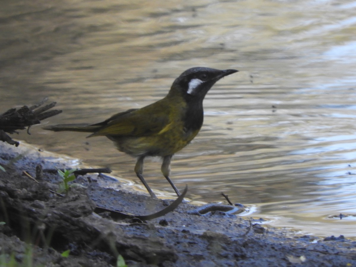 White-eared Honeyeater - ML643016777