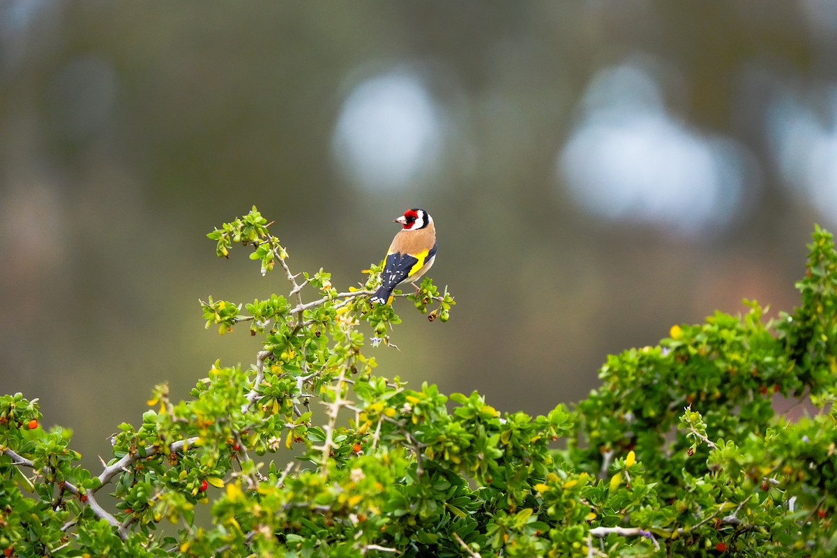 European Goldfinch - ML643016778
