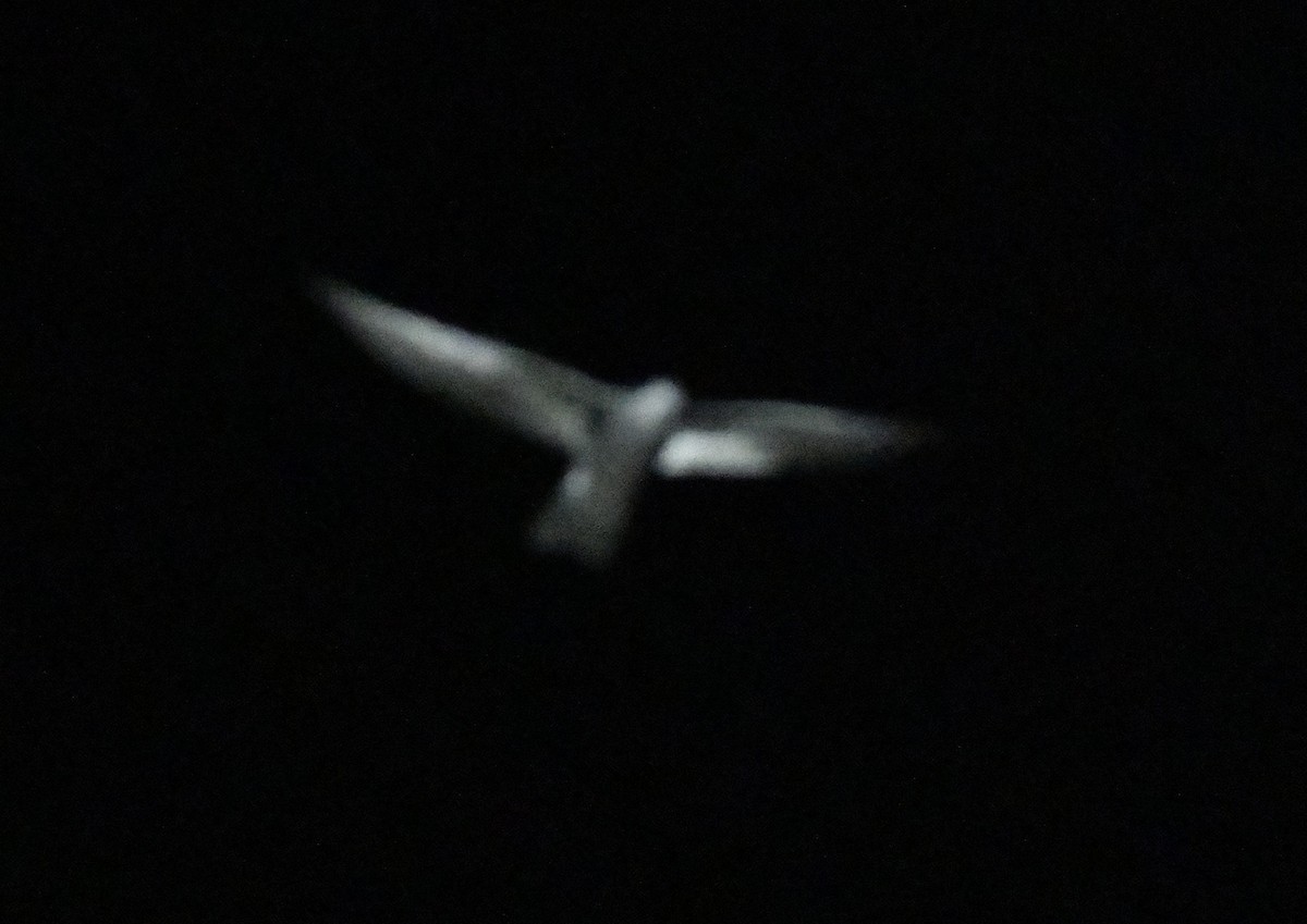 Leach's Storm-Petrel - ML643016782