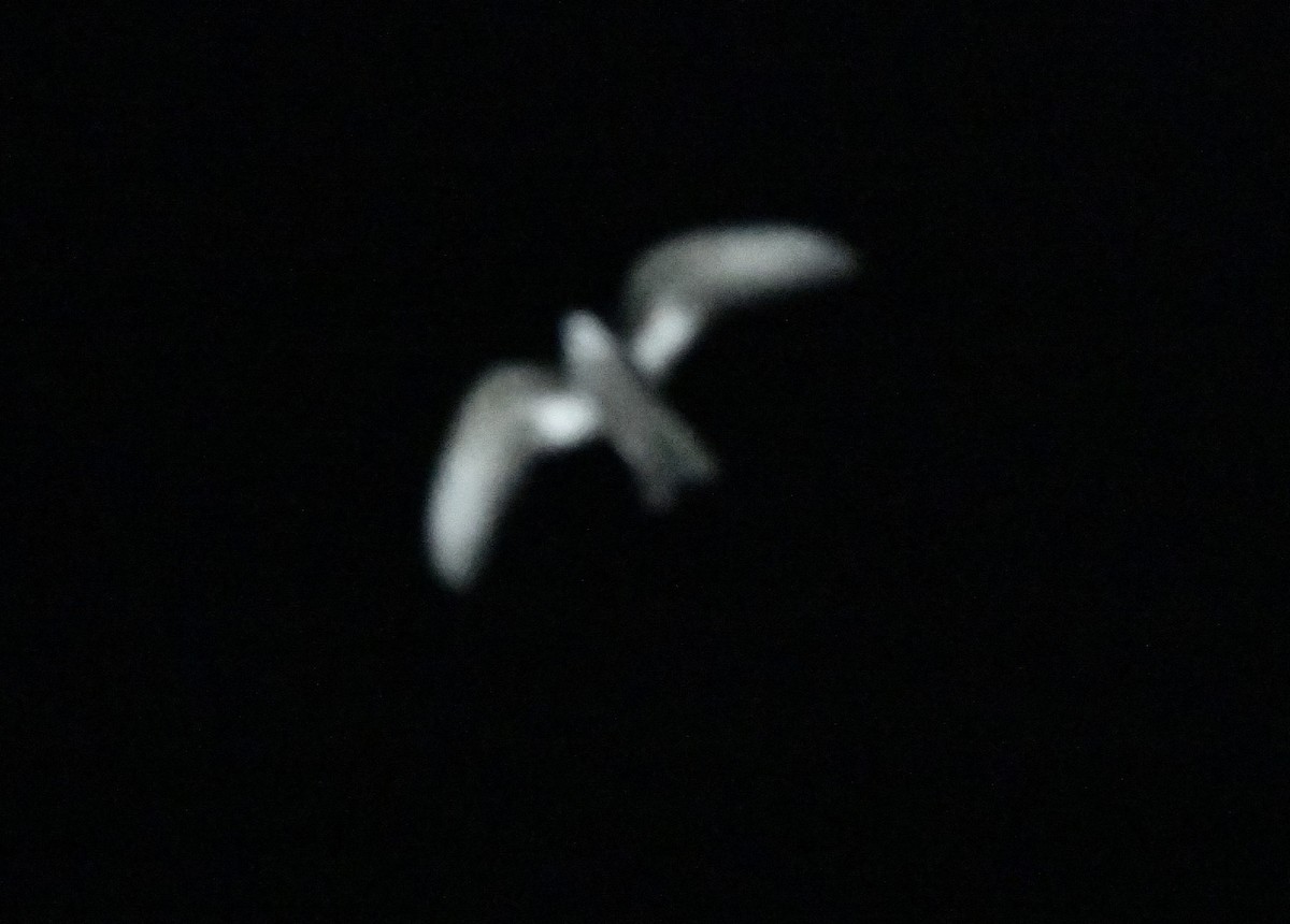 Leach's Storm-Petrel - ML643016783