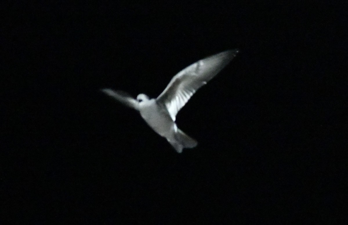 Leach's Storm-Petrel - ML643016784