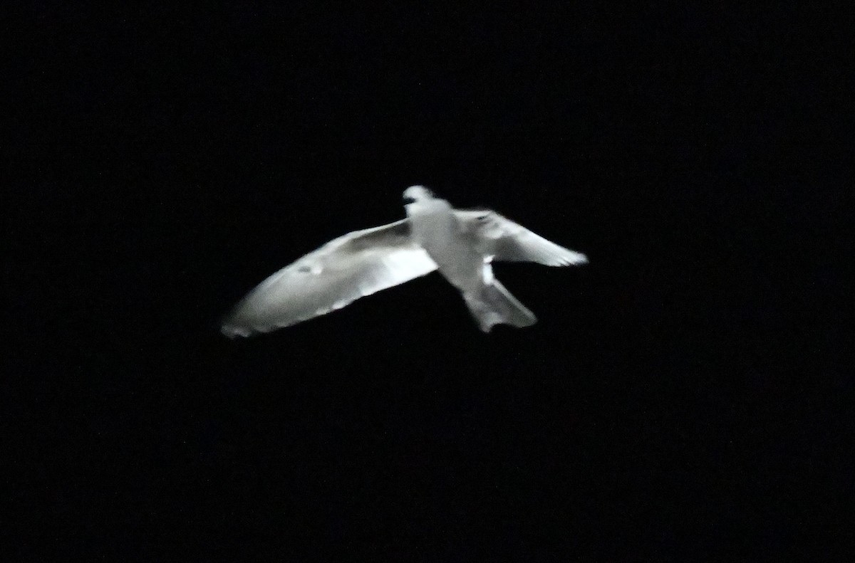 Leach's Storm-Petrel - ML643016785