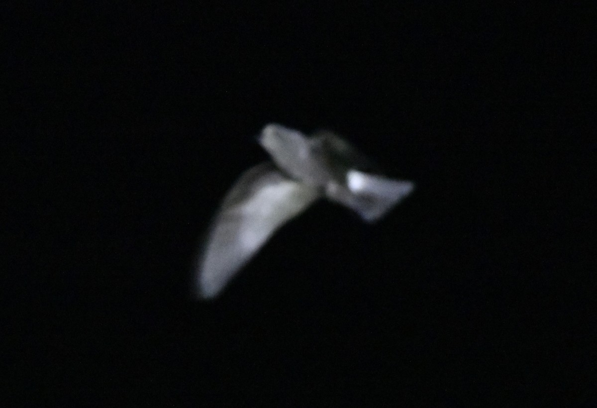 Leach's Storm-Petrel - ML643016786
