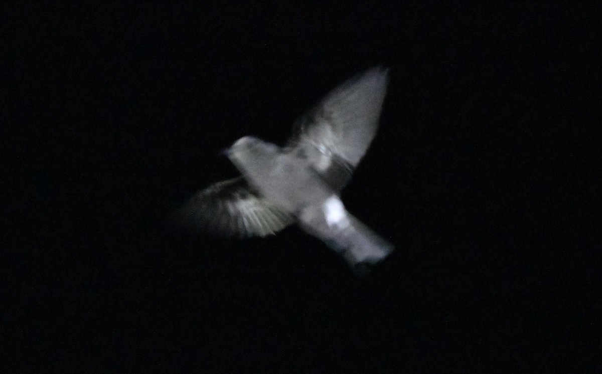 Leach's Storm-Petrel - ML643016787