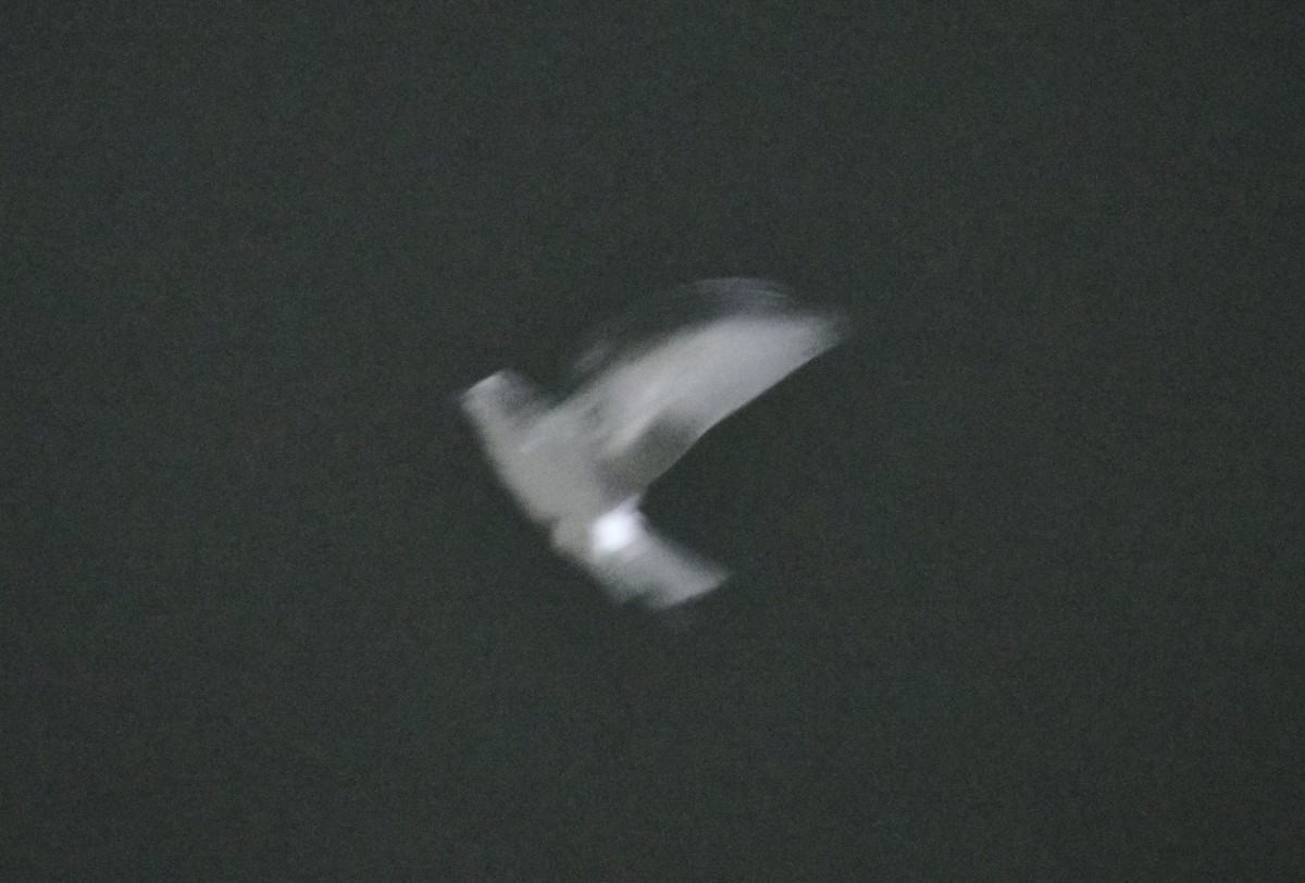 Leach's Storm-Petrel - ML643016788