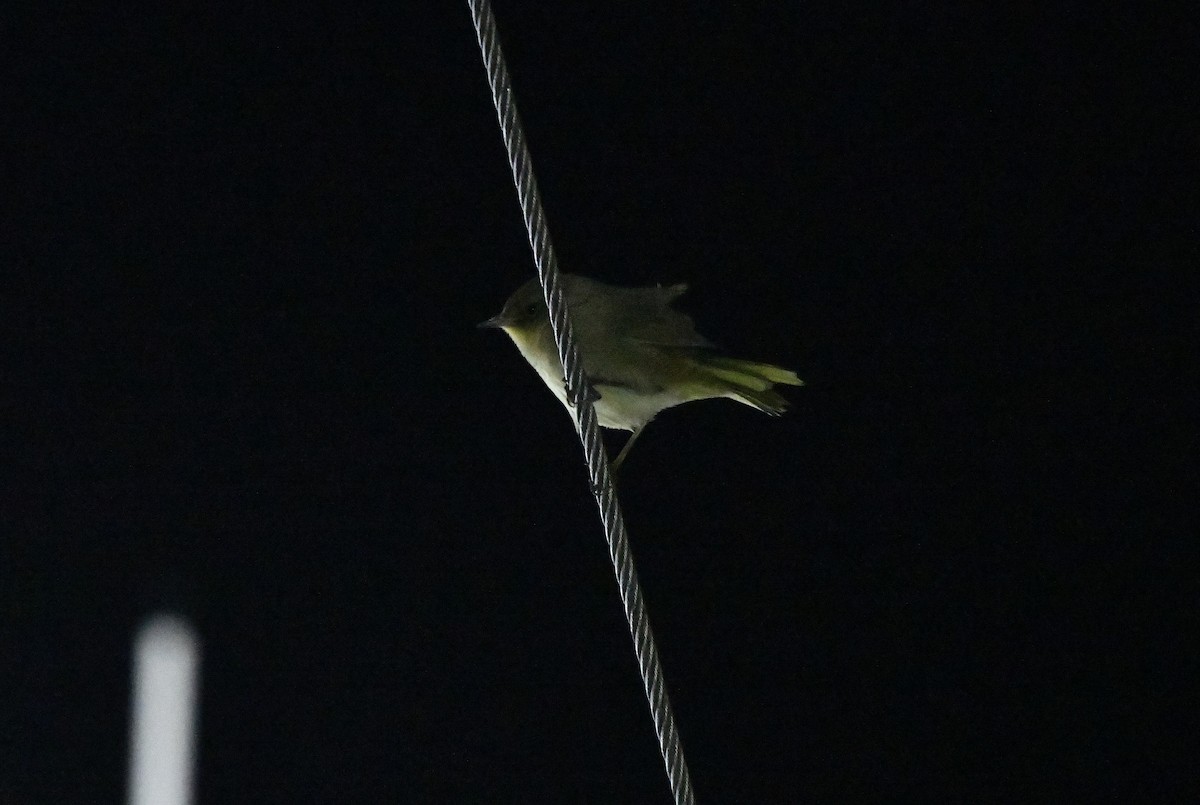 Common Yellowthroat - ML643016789