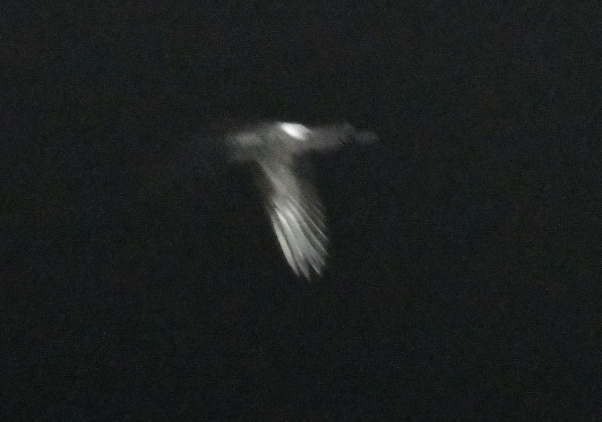 Leach's Storm-Petrel - ML643016792