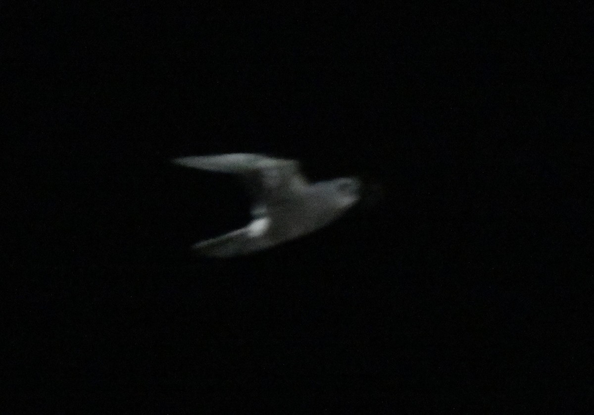 Leach's Storm-Petrel - ML643016793