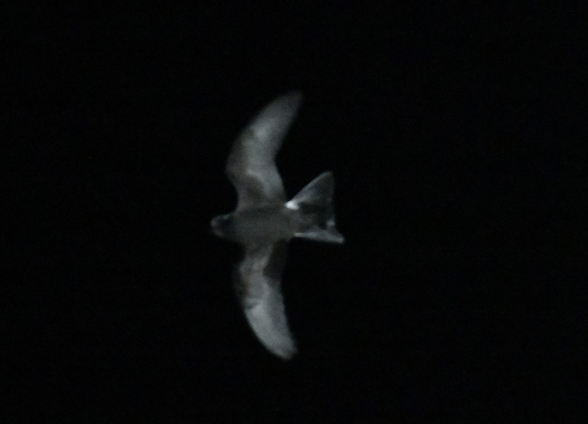 Leach's Storm-Petrel - ML643016794