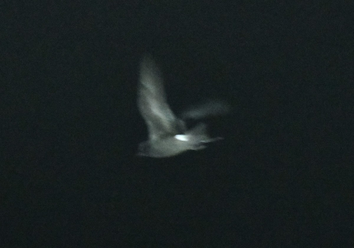 Leach's Storm-Petrel - ML643016795