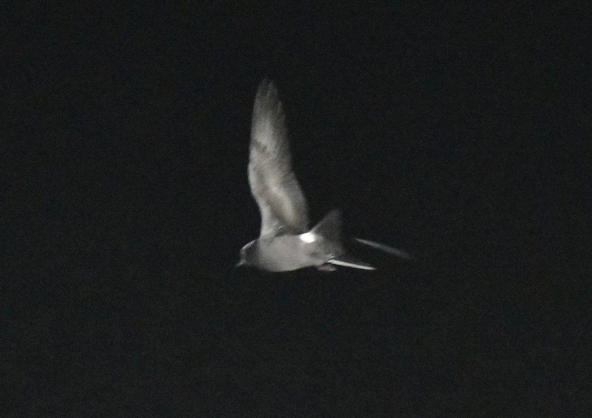 Leach's Storm-Petrel - ML643016796