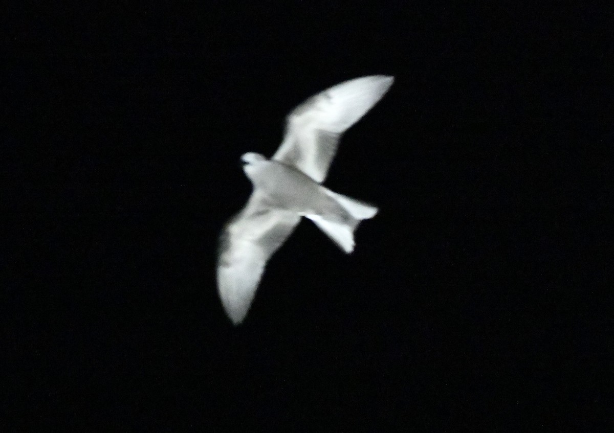 Leach's Storm-Petrel - ML643016797