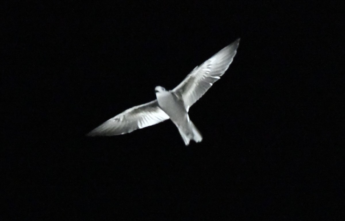 Leach's Storm-Petrel - ML643016798