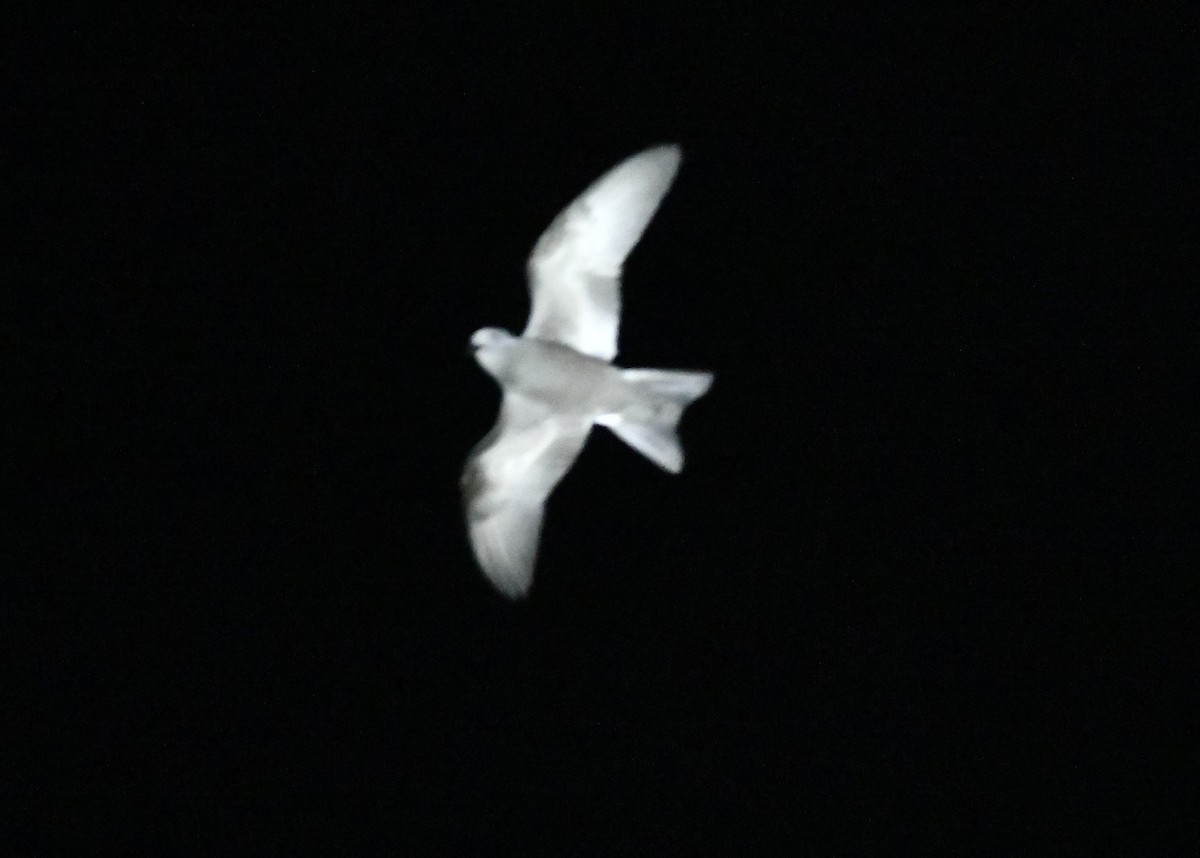 Leach's Storm-Petrel - ML643016799