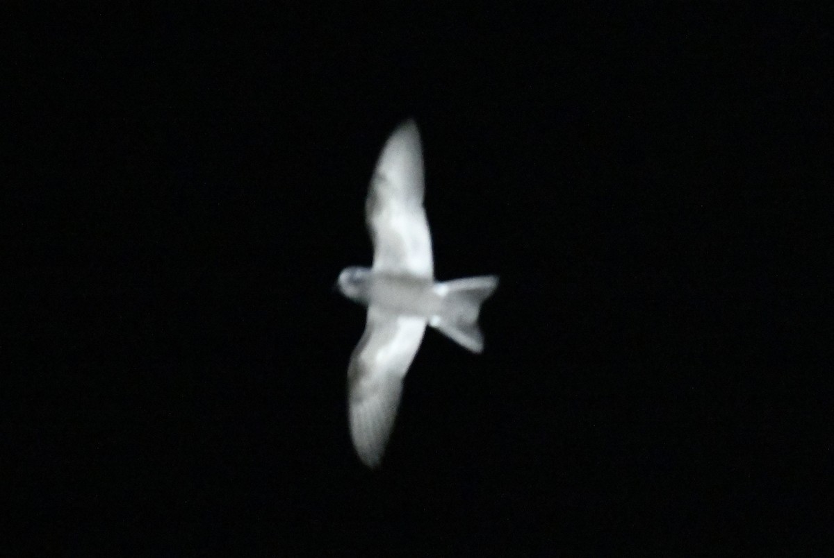 Leach's Storm-Petrel - ML643016800