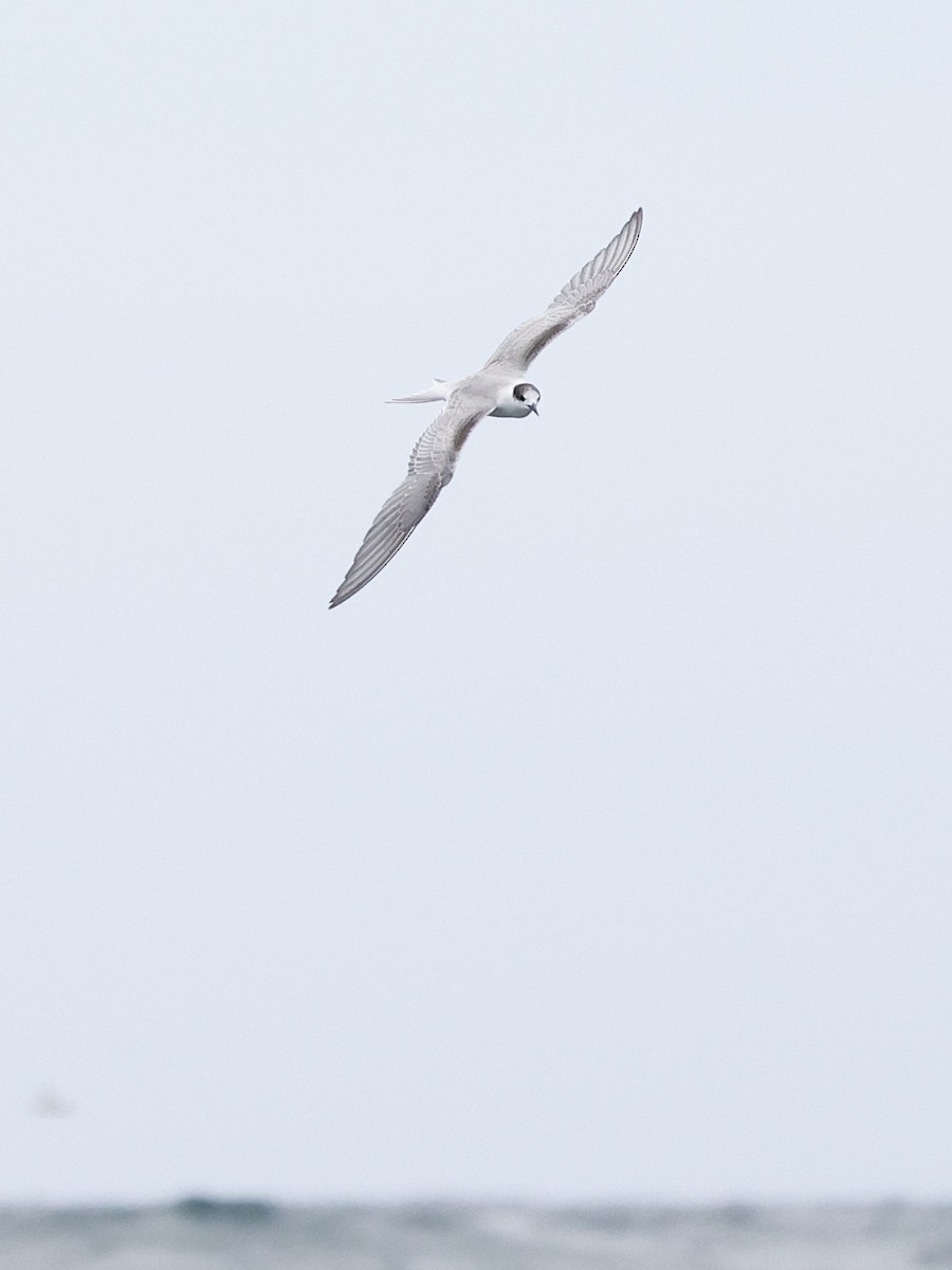 Common Tern - ML643016806