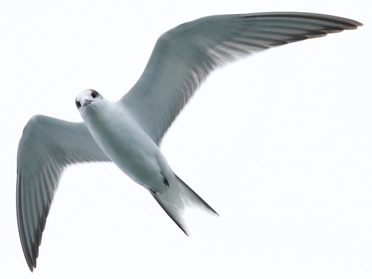 Common Tern - ML643016807